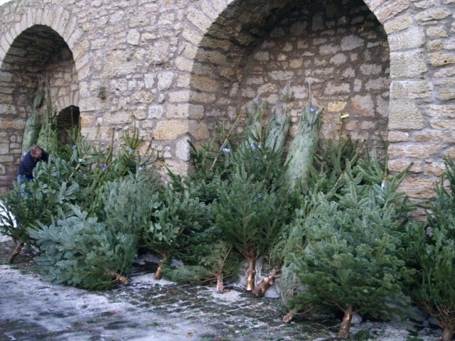 Weihnachtsbaumverkauf 2012